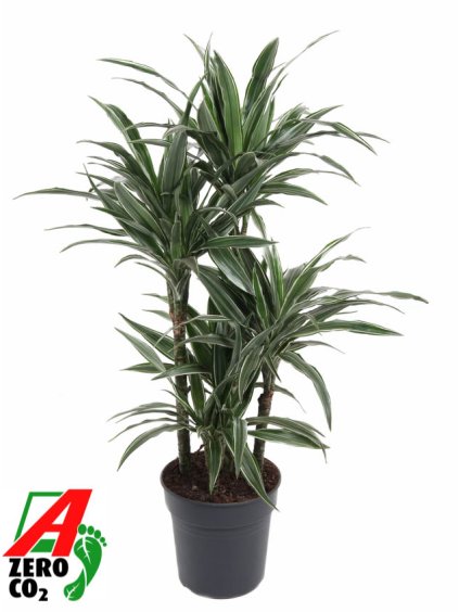 Dracaena deremensis 'Warneckei' V110cm