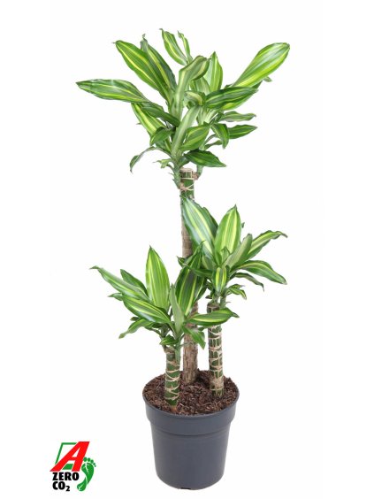 Dracaena Silver Dream V90cm