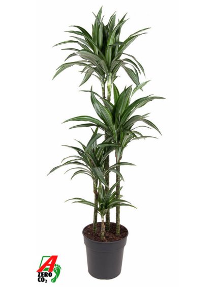 Dracaena fragrans 'Ulises' V150cm