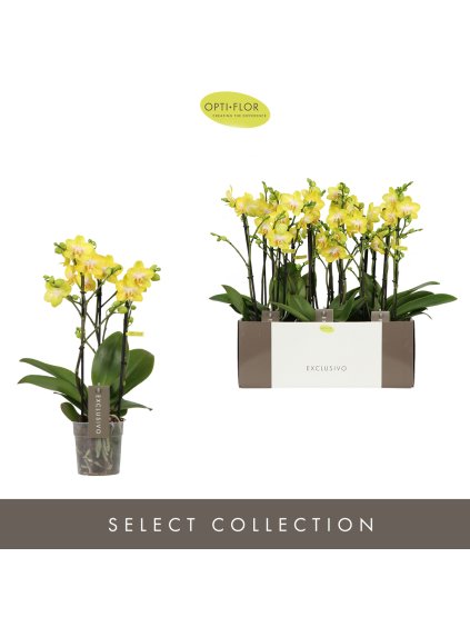 Phalaenopsis Multiflora Exclusivo Arezzo V45cm