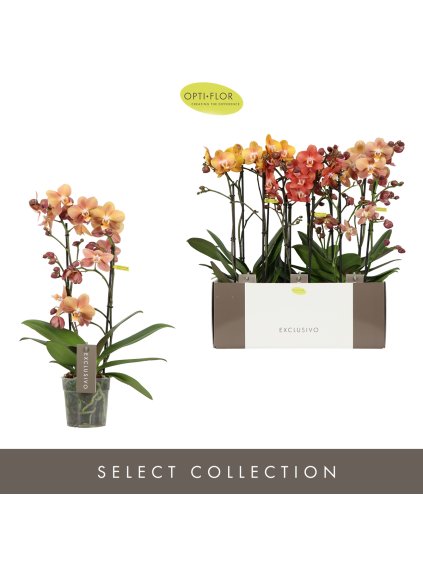 Phalaenopsis Multiflora Exclusivo Gold Mix V45cm