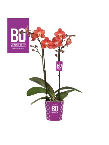 Phalaenopsis Multiflora Horizion BO Collection V45cm