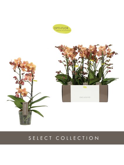 Phalaenopsis Multiflora Exclusivo Monaco Gold V45cm
