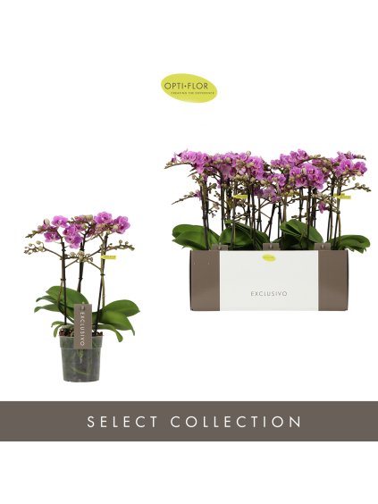 Phalaenopsis Multiflora Exclusivo Violet Queen V45cm