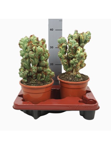 Cereus peruvianus Monstrosus variegata V40cm