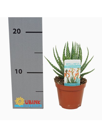 Aloe humilis V20cm
