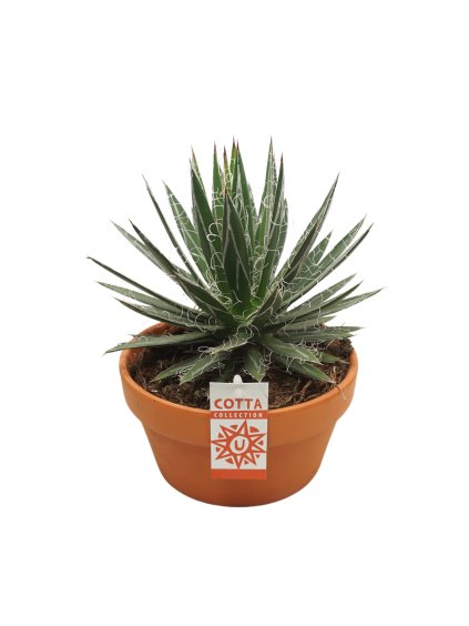 Agave schidigera V30cm