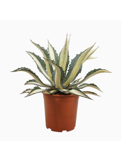 Agave mediopicta alba V60cm