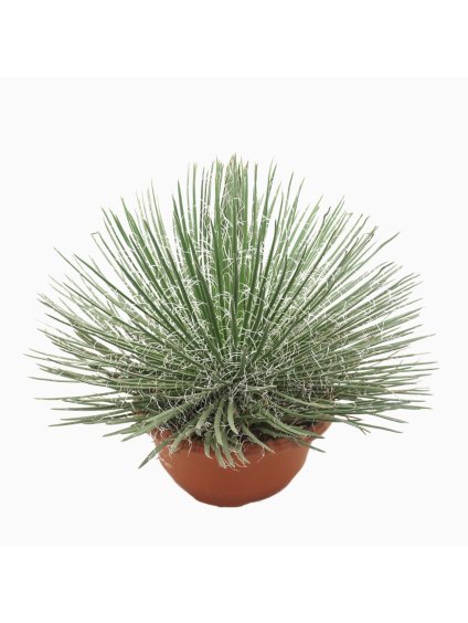 Agave geminiflora V50cm