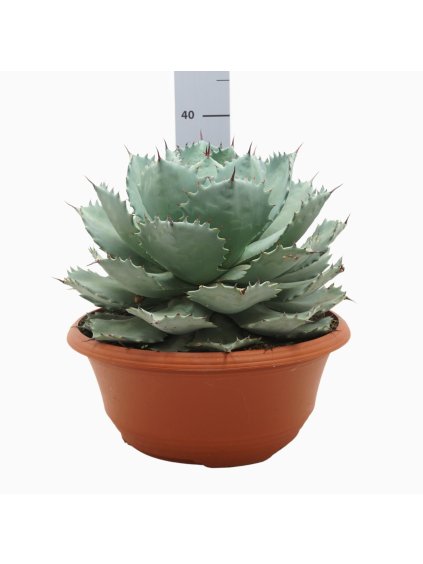 Agave potatorum V40cm