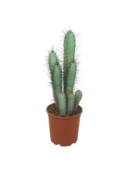 Cereus forbesii V60cm