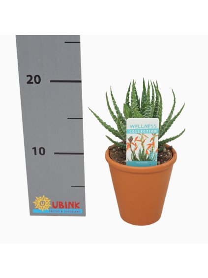 Aloe humilis V22cm