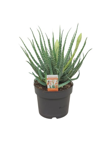 Aloe humilis V32cm