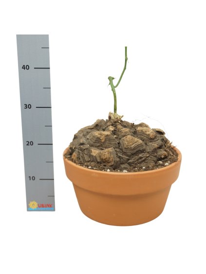 Dioscorea mexicana V30cm