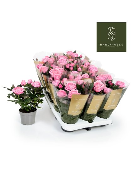 Rosa Adele Kordana Grande V27cm