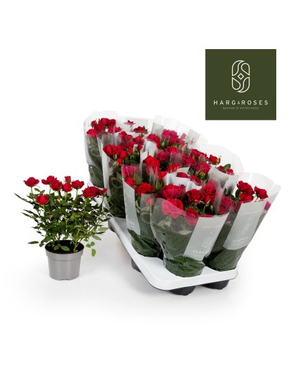 Rosa Apache Kordana V27cm