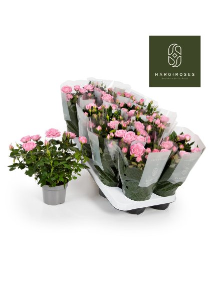 Rosa Elysium Kordana V27cm