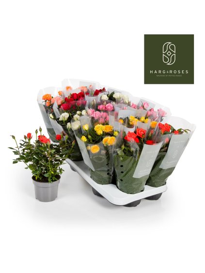 Rosa Kordana gemengd V26cm