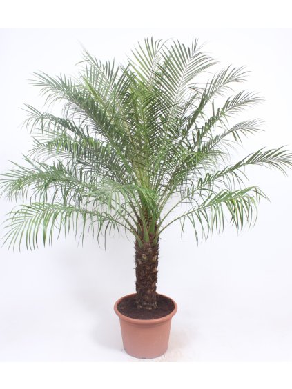 Phoenix roebelenii V190cm