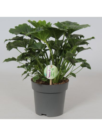 Philodendron Grizzly V40cm