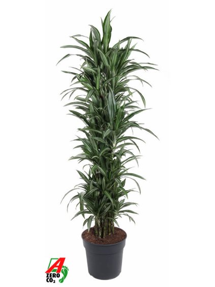 Dracaena fragrans 'Ulises' V170cm