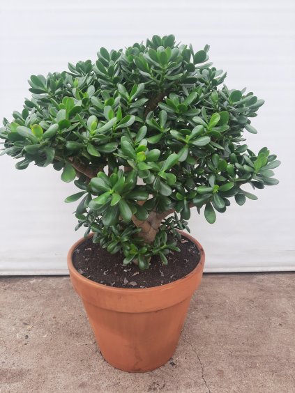 Crassula ovata V115cm