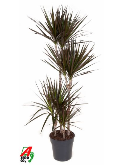Dracaena marginata 'Magenta' V150cm