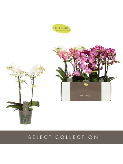 Phalaenopsis Multiflora Optimost mix V45cm