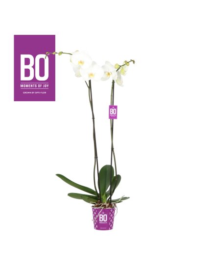 Phalaenopsis King Bo Collection V110cm