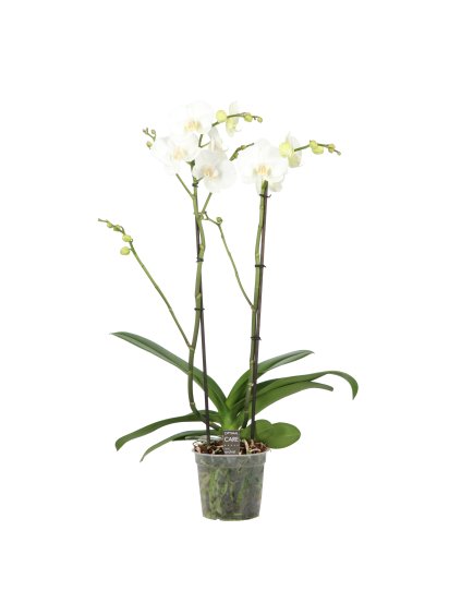 Phalaenopsis King V70cm