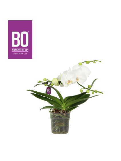 Phalaenopsis Infinity Bo Collection V50cm