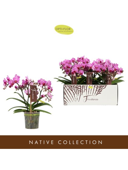 Phalaenopsis Multiflora Freedanzo Robin V35cm