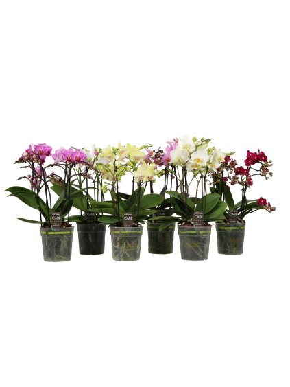 Phalaenopsis Multiflora Flora V40cm