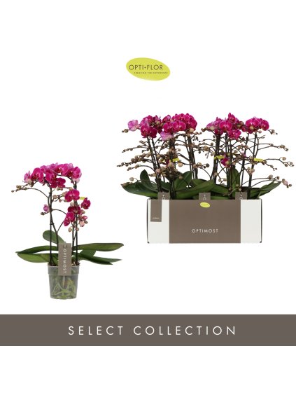 Phalaenopsis Multiflora Anthura Optimost Morelia V45cm