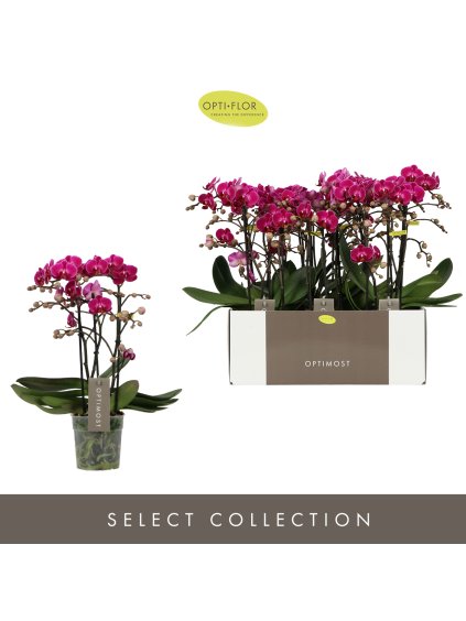 Phalaenopsis Multiflora Anthura Optimost Morelia V45cm