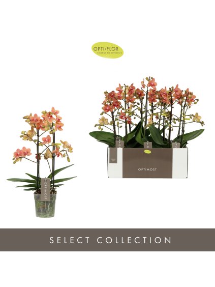 Phalaenopsis Multiflora OptimostFloriclone Sunset Love V45cm