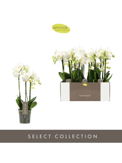 Phalaenopsis Multiflora Optimost Amabilis Starrion V45cm