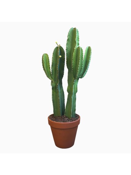 Euphorbia ingens V135cm