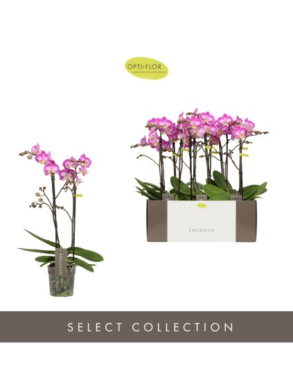 Phalaenopsis Multiflora Exclusivo Cupido V45cm