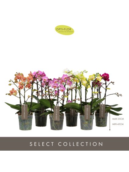 Phalaenopsis Multiflora Optimost & Exclusivo mix V45cm