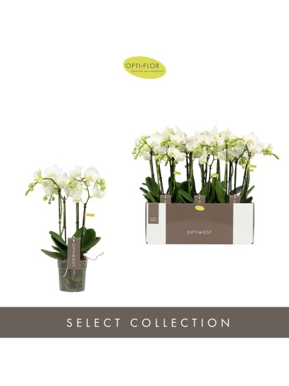 Phalaenopsis Multiflora Optimost 'Amabilis Starrion' V45cm