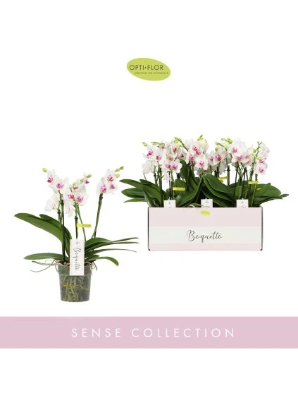 Phalaenopsis Multiflora Boquetto Passione V40cm