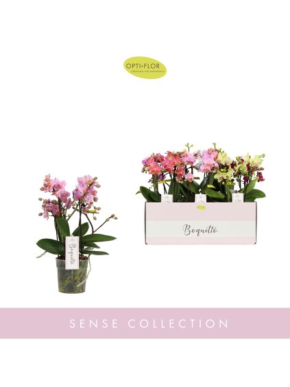 Phalaenopsis Multiflora Boquetto mix V35cm