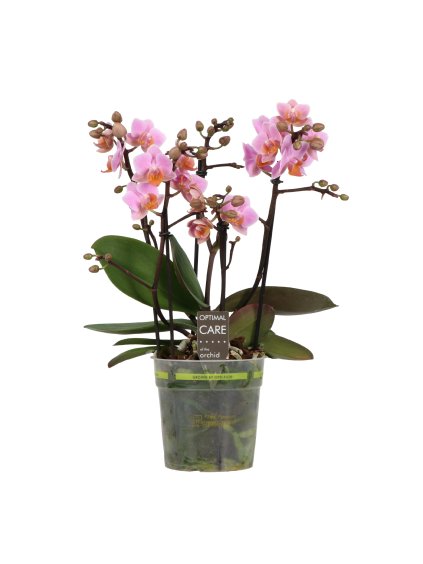 Phalaenopsis Multiflora Flora V35cm
