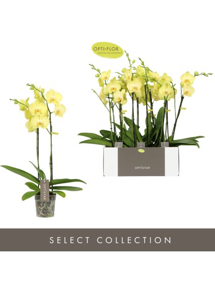 Phalaenopsis Optistar Anthura Ferrara V60cm