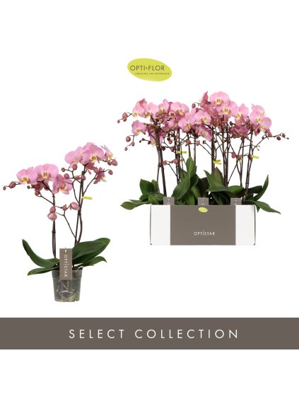 Phalaenopsis Optistar Anthura Padova V50cm