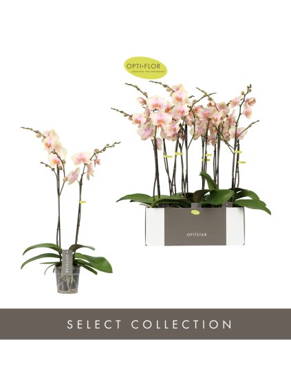 Phalaenopsis Optistar Peaches V60cm