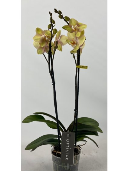 Phalaenopsis Optistar Shakira V60cm
