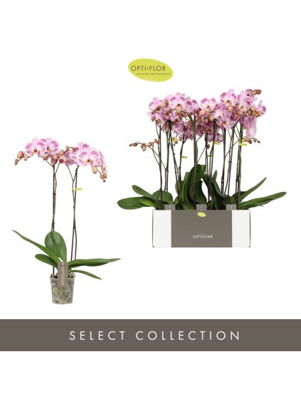 Phalaenopsis Optistar Sorano V60cm