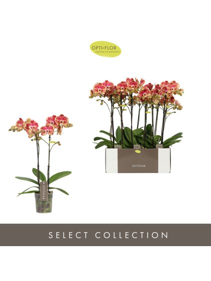 Phalaenopsis Optistar Spears V60cm